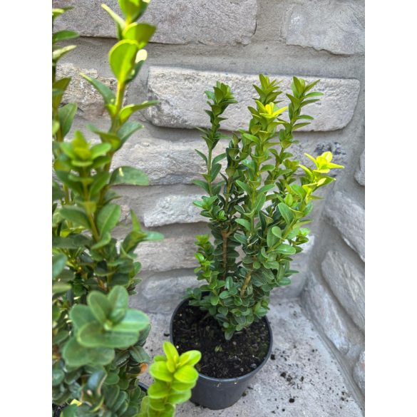 Oszlopos puszpáng 'Fastigiata' - Buxus sempervirens - Méret: 20/40