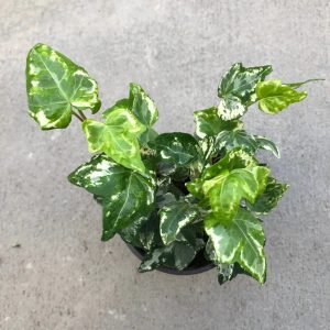 Hedera helix 'Kolibri' – Lierre 'Kolibri'
