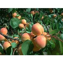   Kajszibarack, Sárgabarack – Pannónia – Prunus armeniaca