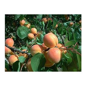 Kajszibarack, Sárgabarack – Pannónia – Prunus armeniaca