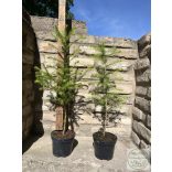 Европейска лиственица – Larix decidua