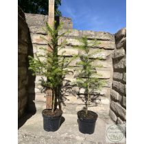 Европейска лиственица – Larix decidua