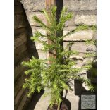 Европейска лиственица – Larix decidua