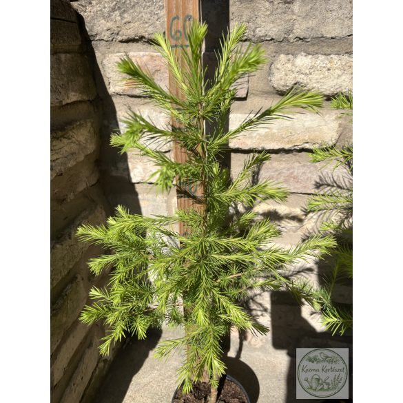 Европейска лиственица – Larix decidua
