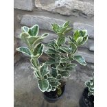 Tarka japán kecskerágó – Euonymus japonicus ‘Bravo’