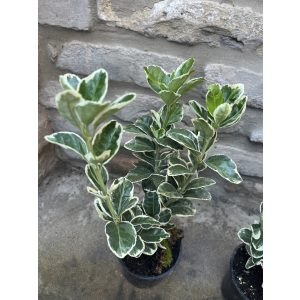 Tarka japán kecskerágó – Euonymus japonicus ‘Bravo’