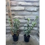 Tarka japán kecskerágó – Euonymus japonicus ‘Bravo’