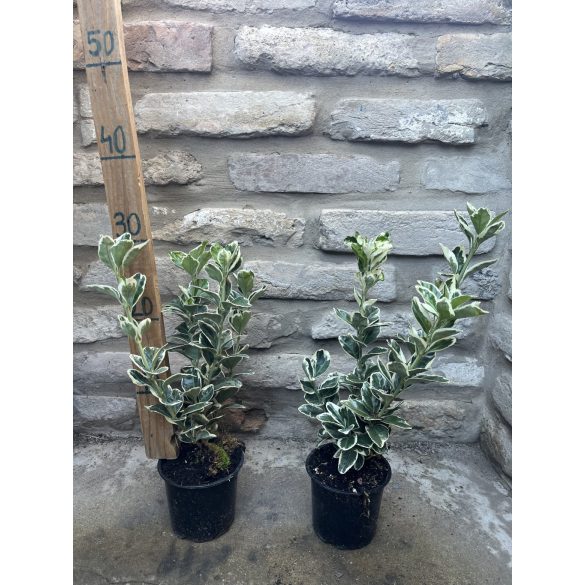 Tarka japán kecskerágó – Euonymus japonicus ‘Bravo’