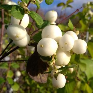 Symphoricarpos x dorenboosi 'White Hedge' - fehér hóbogyó
