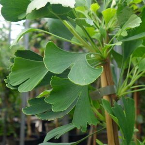 Ginkgo biloba (maidenhair tree)