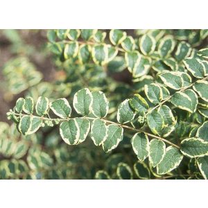 Symphoricarpos orbiculatus 'Follis Variegatus' - tarka hóbogyó