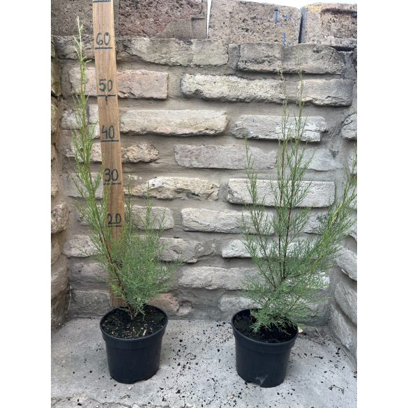 Tamariska – Tamarix tetranda - Méret: 20/40