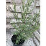 Tamariska – Tamarix tetranda - Méret: 60/100