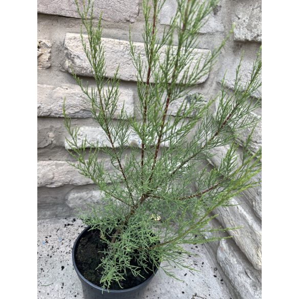 Tamariska – Tamarix tetranda - Méret: 60/100