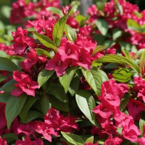 Weigela florida 'Bristol Ruby' – Weigela 'Bristol Ruby'