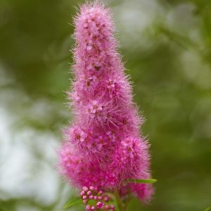Spiraea x billardii – Spirée 'Billardii'