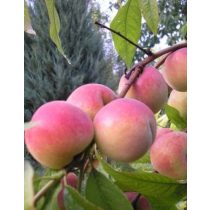 Őszibarack – Incrocio Pieri – Prunus persica