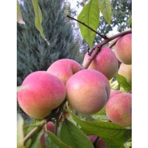 Őszibarack – Incrocio Pieri – Prunus persica