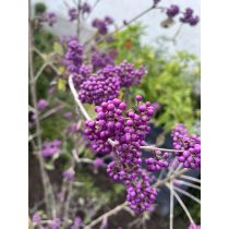 Callicarpa bodinieri - lilabogyó