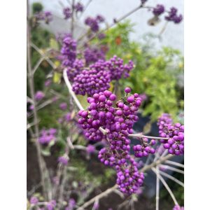 Callicarpa bodinieri - Lilabogyó