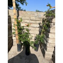 Trombitafolyondár – Campsis radicans - Méret: 40/60