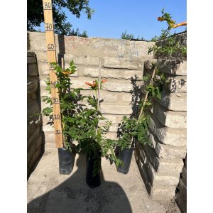Trombitafolyondár – Campsis radicans - Méret: 40/60