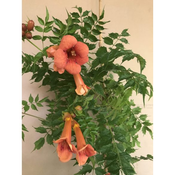 Trombitafolyondár – Campsis radicans - Méret: 40/60