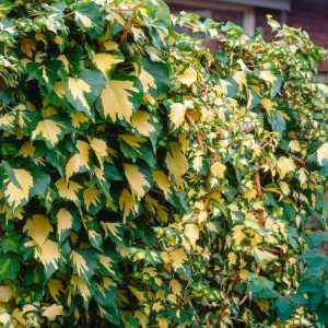 Hedera helix 'Goldheart' - Borostyán