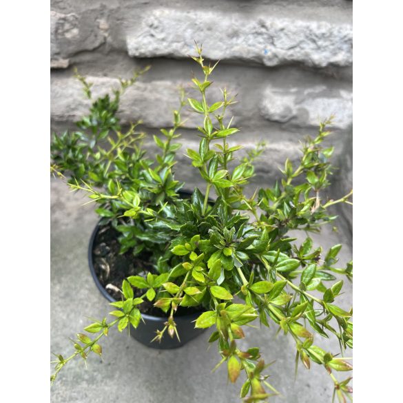 Berberis verruculosa - Épine-vinette verruculeuse