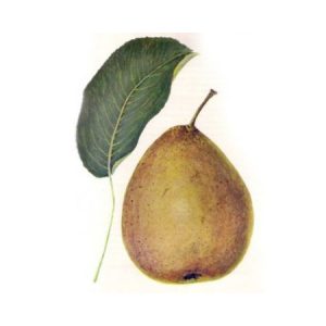 Pyrus 'Hardy vajkörte' – Poirier d'automne 'Hardy'