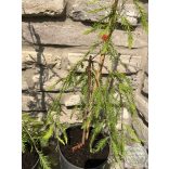 Csüngő mocsárciprus - Taxodium distichum 'Cascade Falls'