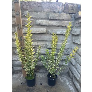 Aranytarka levelű fagyal – Ligustrum ovalifolium ‘Aureum’ - Méret: 20/40