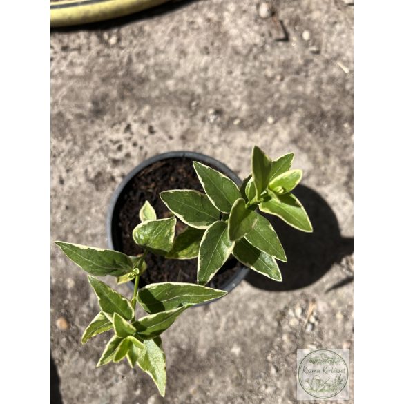 Vinca major 'Variegata' - Iedera mare 'Variegata'