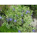 Vinca major 'Variegata' - Iedera mare 'Variegata'