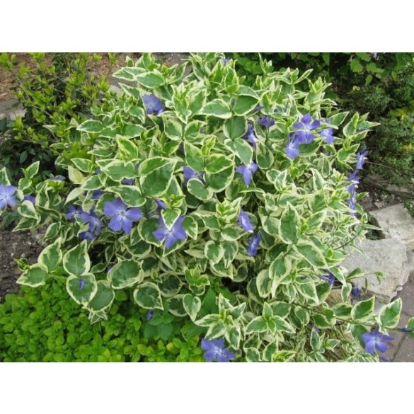 Vinca major 'Variegata' - Iedera mare 'Variegata'