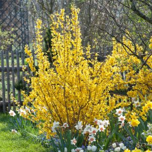 Forsythia x intermedia 'Lynwood' - aranyvessző