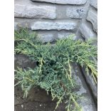 Juniperus x media ‘Old Gold’ – Óarany terülő boróka