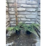 Juniperus x media ‘Old Gold’ – Óarany terülő boróka