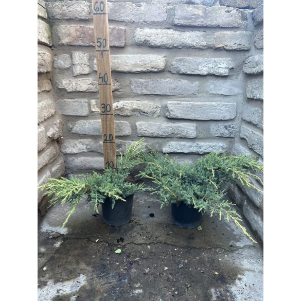 Juniperus x media ‘Old Gold’ – Óarany terülő boróka