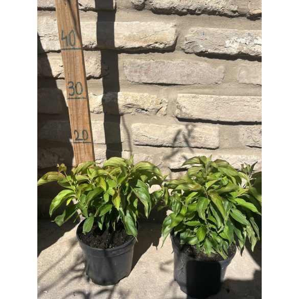 Cornus stolonifera 'Kelsey' - Törpe som - Méret: 20/40