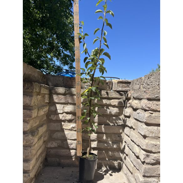 Pyrus 'Bosc kobak' – Poirier d'hiver 'Bosc kobak' (en conteneur)