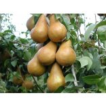 Téli körte – Bosc kobak – Pyrus – konténeres - Méret: 120/150