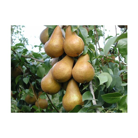 Téli körte – Bosc kobak – Pyrus – konténeres - Méret: 120/150