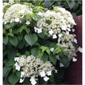 Hydrangea petiolaris – Hortensia grimpant