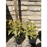 Cornus alba 'Gouchaltii' – Cornouiller blanc 'Gouchaltii'