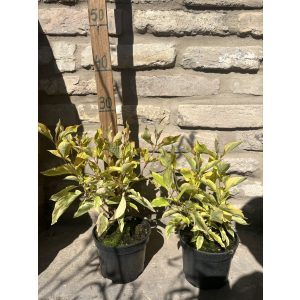 Cornus alba 'Gouchaltii' – Cornouiller blanc 'Gouchaltii'