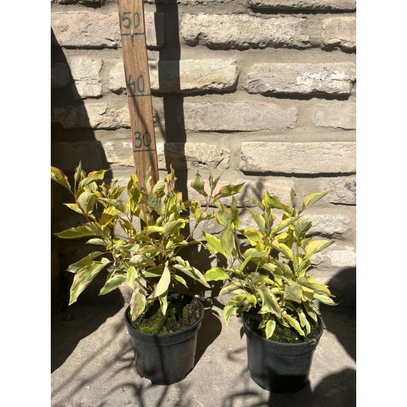 Sárgatarka levelű som – Cornus alba „Gouchaltii” - Méret: 20/40