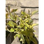 Cornus alba 'Gouchaltii' – Cornouiller blanc 'Gouchaltii'