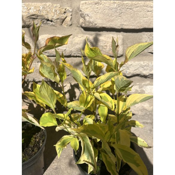 Cornus alba 'Gouchaltii' – Cornouiller blanc 'Gouchaltii'
