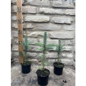 Ezüstfenyő – Picea pungens - Méret: 20/40